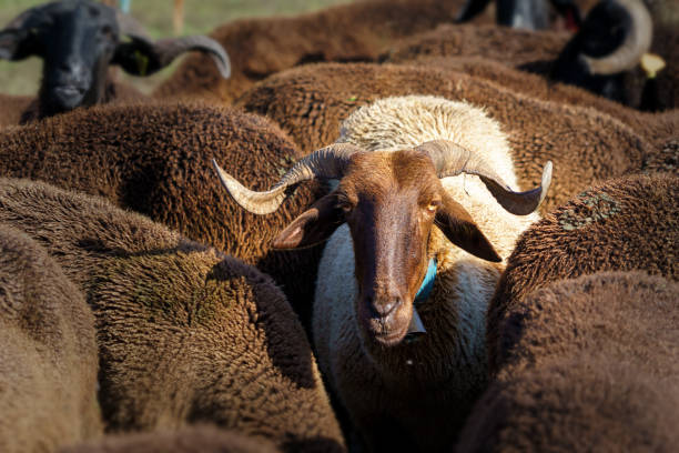 single sheep ram with horn against a background of brown sheeps woolen bodies