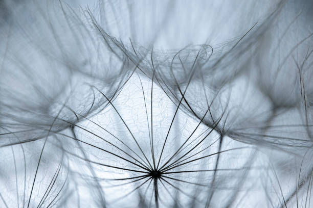 istock Close-up of fluff 1447172373