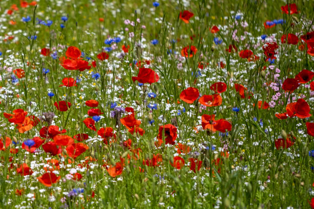 istock Field of wild flowers 1447173568