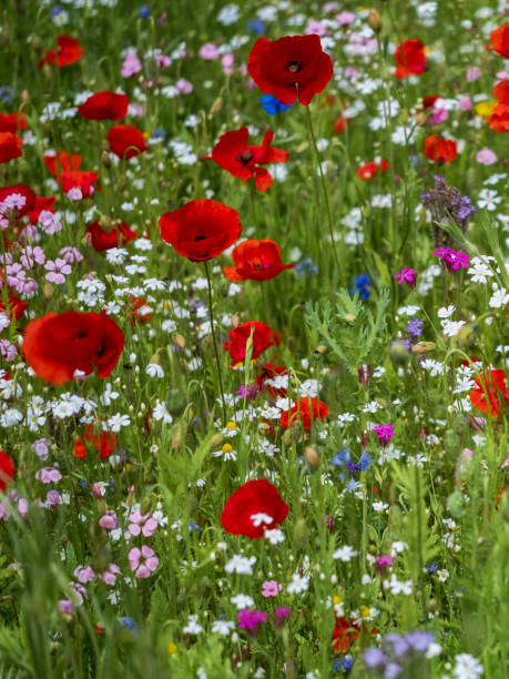 istock Field of wild flowers 1447173574