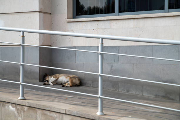 istock A dog lying on the sidewalk 1447173811