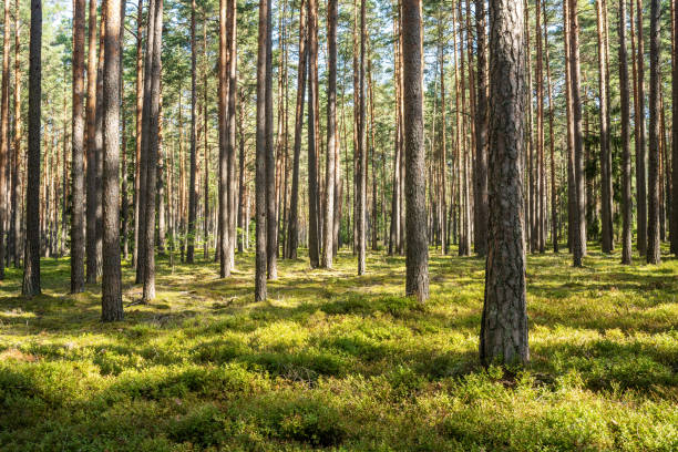 istock A sunny day in a Pine forest in Northern Latvia 1447174435