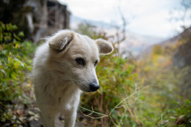 A dog staring into the camera from the top of Kobayr Monastery Complex