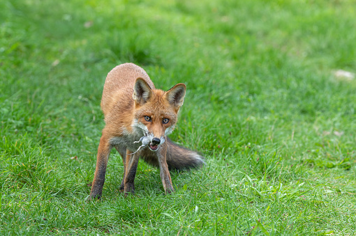 Beautiful male red fox (Vulpes vulpes) catching a vole in a meadow.