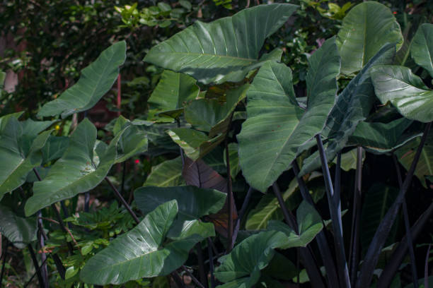 istock Caladium or taro plant 1447174887