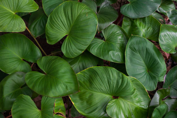 istock Bunch of taro plant 1447174924