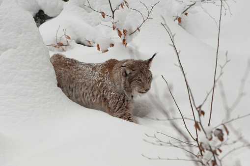 Beautiful wild lynx in the Bayerischer Wald National Park, Bayern, Germany