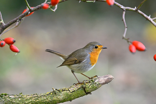 Beautiful Robin perched on a big  branch