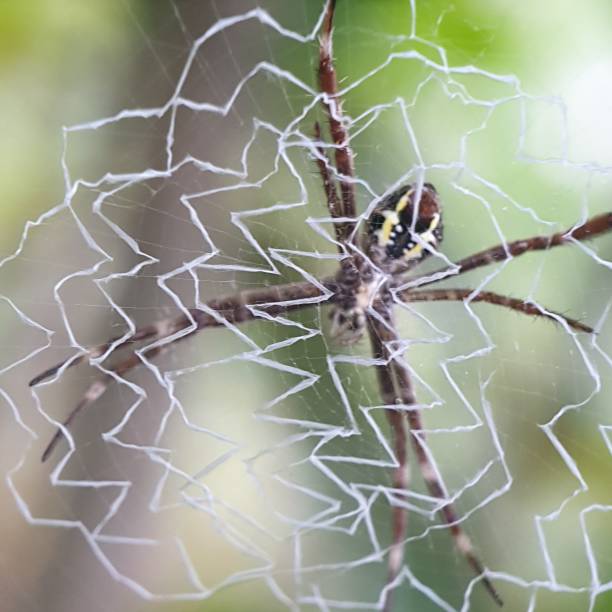 brown spider making a web brown spider making a web spinning web stock pictures, royalty-free photos & images