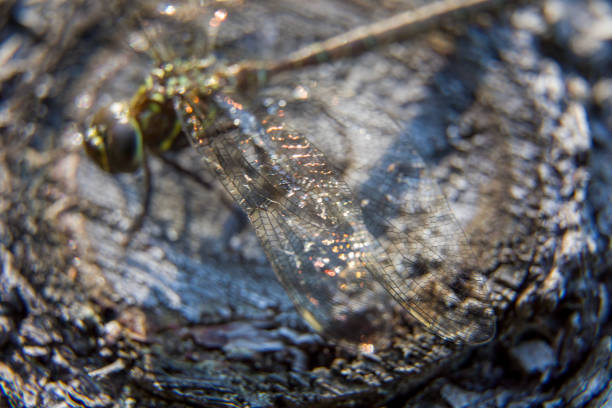 istock A dragonfly (shadow darner) sunning itself on a felled tree trunk to dry off some moisture. 1447175483