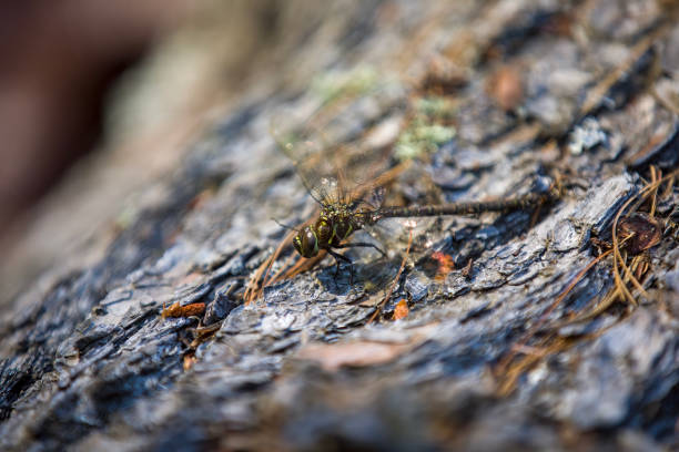 A dragonfly (shadow darner) sunning itself on a felled tree trunk to dry off some moisture.