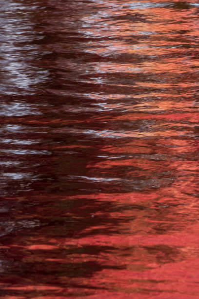 Reflectie in het water van een rode herfstboom