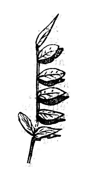 Antique engraving illustration: Licorice Antique engraving illustration: Licorice polypodiaceae stock illustrations