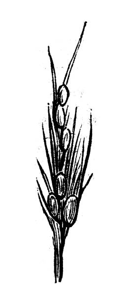 Antique engraving illustration: Rice