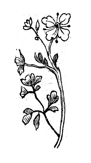 Antique engraving illustration: Rue