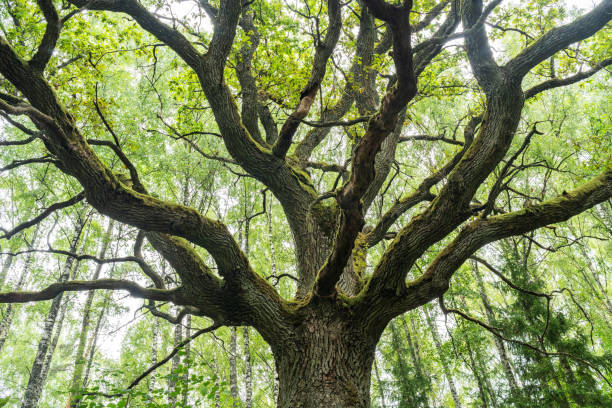 istock Tree canopy of a large Common oak in a boreal forest in Latvia 1447177530