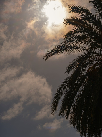 palm tree and cloudy sky