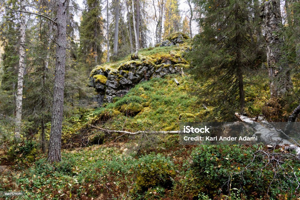 An autumnal old-growth forest with a cliff in the background in Oulanka National Park, Finland An autumnal old-growth forest with a cliff in the background in Oulanka National Park, Northern Finland Autumn Stock Photo