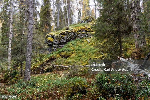 An Autumnal Oldgrowth Forest With A Cliff In The Background In Oulanka National Park Finland Stock Photo - Download Image Now