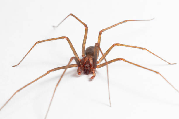 Male Brown Recluse Spider - poisonous Loxoceles reclusa arachnid stock photo