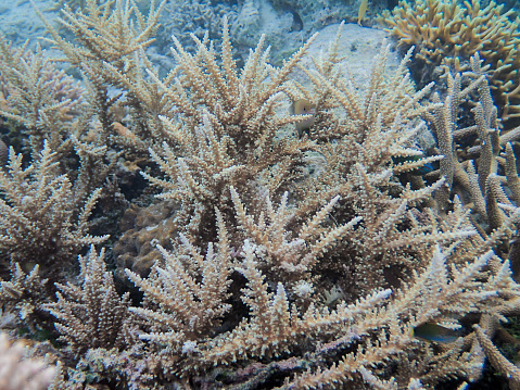 Dense coral reefs in Kei Kecil waters, Southeast Maluku