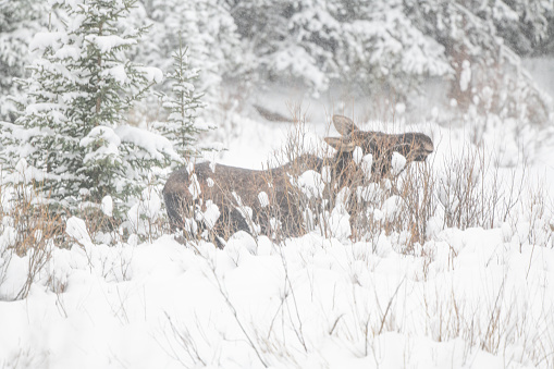Cow moose eating soft tops of willow plants in deep snow field near Cooke City, Montana USA