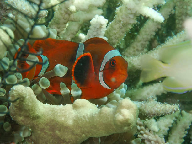Close up nemo the clown fish swimming in his host
