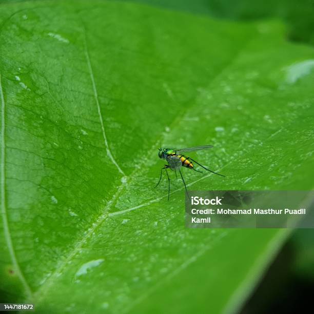 Green Flies Were Hanging Out On A Big Green Leaf Stock Photo - Download Image Now - Agriculture, Animal, Animal Body Part