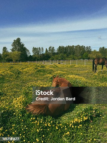 istock Resting Horse 1447181677