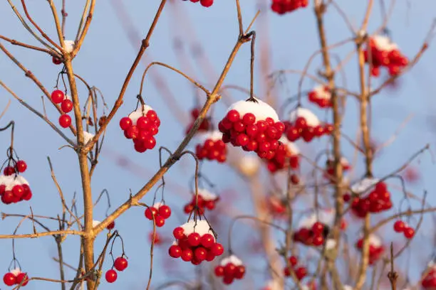 Ripe red Guelder rose berries covered with snow on a winter day in Estonia, Northern Europe