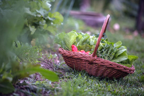 Autumn Harvesting  in Home Vegetable Garden