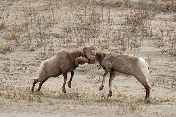 carneiro de chifre grande luta - alberta canada animal autumn - fotografias e filmes do acervo