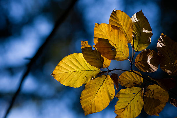 blätter herbst - saturated color beech leaf autumn leaf stock-fotos und bilder