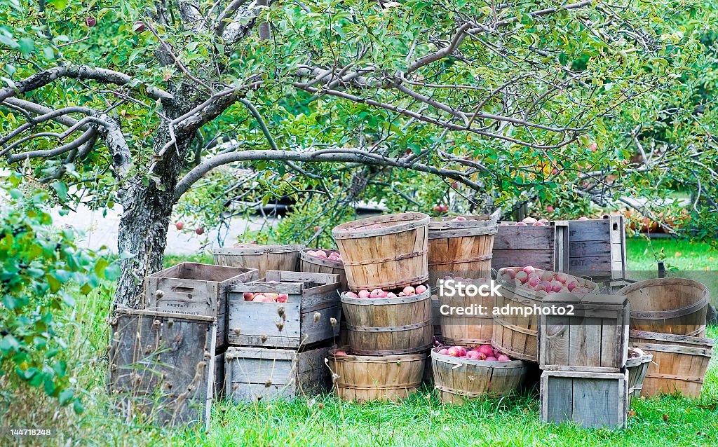 사과나무 수확하다 - 로열티 프리 가을 스톡 사진