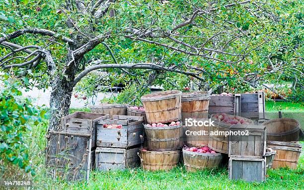 사과나무 수확하다 가을에 대한 스톡 사진 및 기타 이미지 - 가을, 계절, 과수원