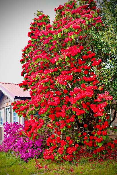 istock Beach Home with Vibrant red Flowers 1447183070