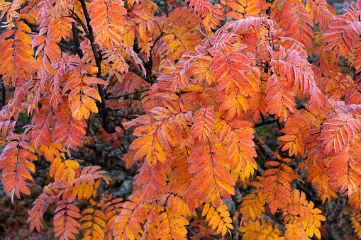 Stunning bright orange Rowan tree leaves during a cold morning on an autumn foliage in Salla National Park, Northern Finland