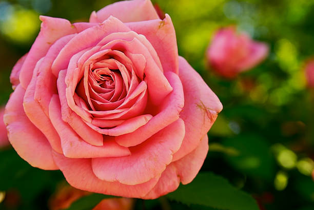 Pink Rose stock photo