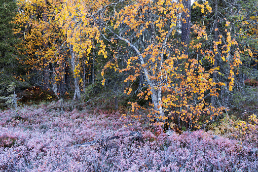 A crispy cold autumn morning in a forest in Salla National Park, Northern Finland
