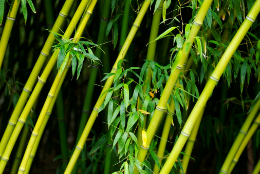 A texture shot of sloping bamboo trees.