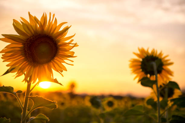 istock Close up Sunflower field yellow summer 1447183620