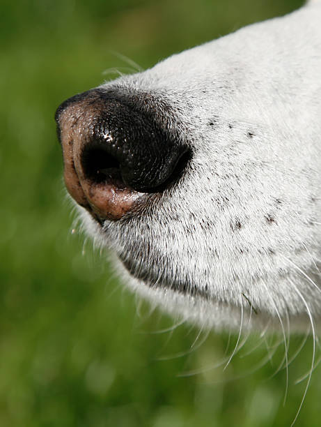istock Dog with a good nose 144718417
