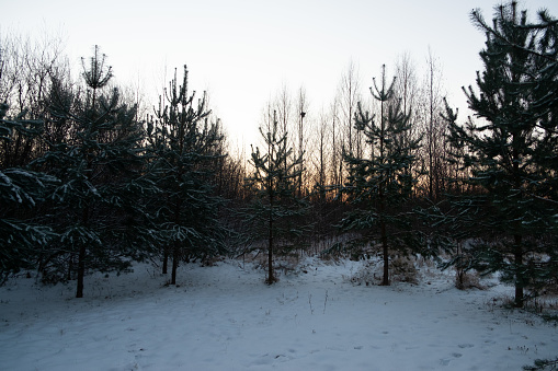 Winter landscape - frosty trees pine in snowy forest in the early morning. Tranquil winter nature.