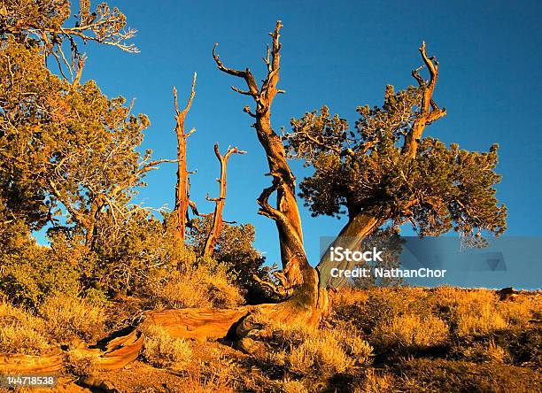 Pino Aristata - Fotografie stock e altre immagini di Albero - Albero, Ambientazione esterna, Antica foresta di pini di Bristlecone