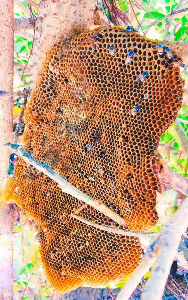 Bee nest  abandoned beehive empty honey beenest forest wild bee hive waxhive beecolony honeycomb cells closeup stock photo