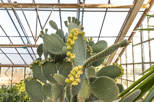 green prickly coastal prickly pear with fruits in the greenhouse