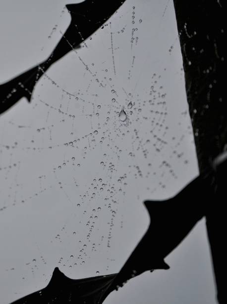 istock Close-up of wet spider web against cloudy sky 1447187396