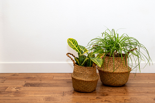 Ponytail Palm Plant in  the basket planter against the white wall