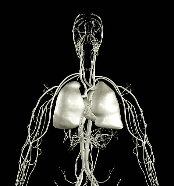 Cтоковое фото Рентгенография грудной клетки