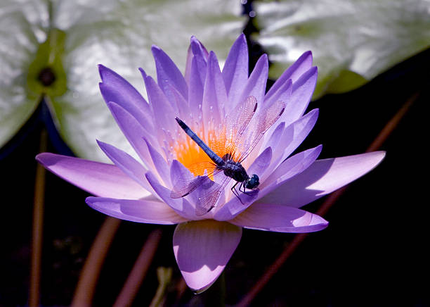 istock Dragon Fly resting on Lotus 144718813